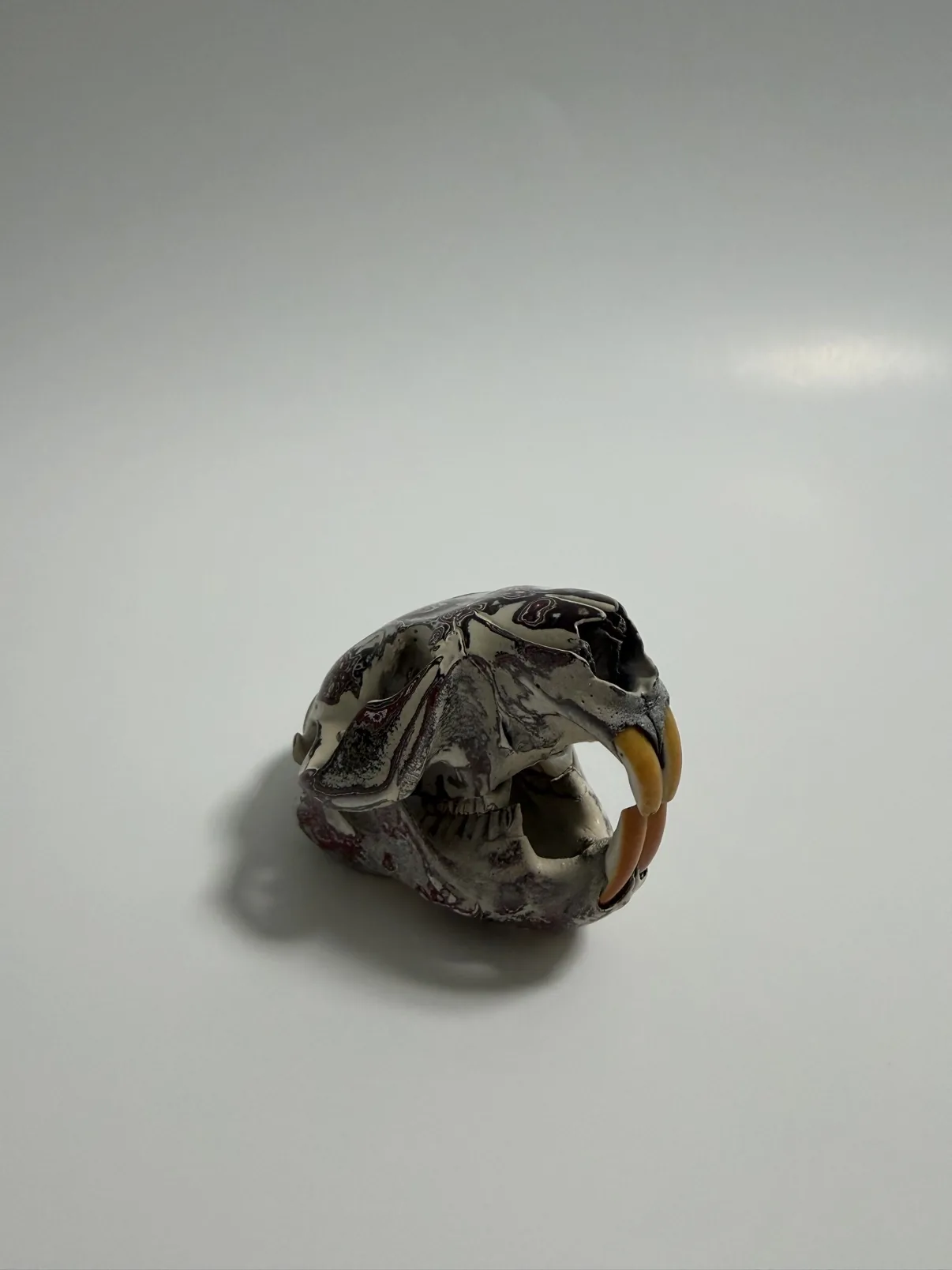 Photograph of my hand-painted beaver skull from a three-quarter angle, cream base with burgundy and black fordite marbling, jaw attached