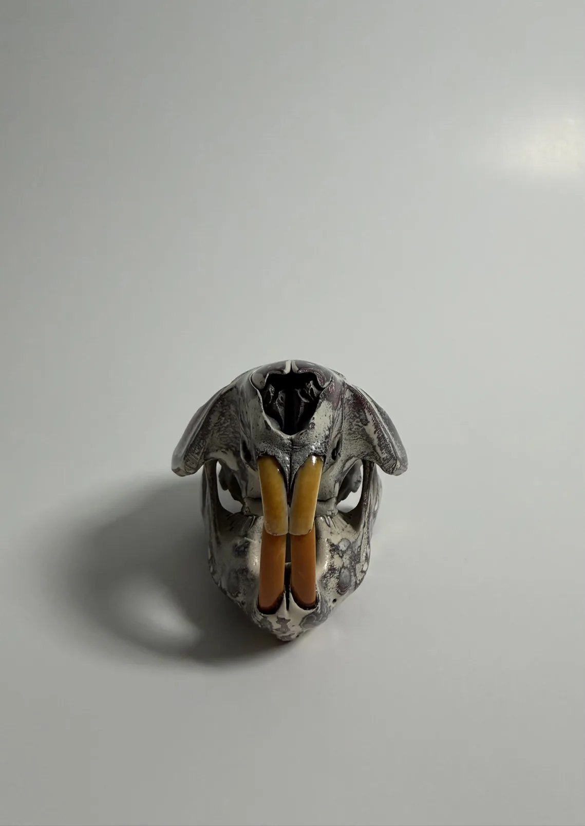 Photograph of my hand-painted beaver skull from the front, cream base with burgundy and black fordite marbling and the natural orange front teeth