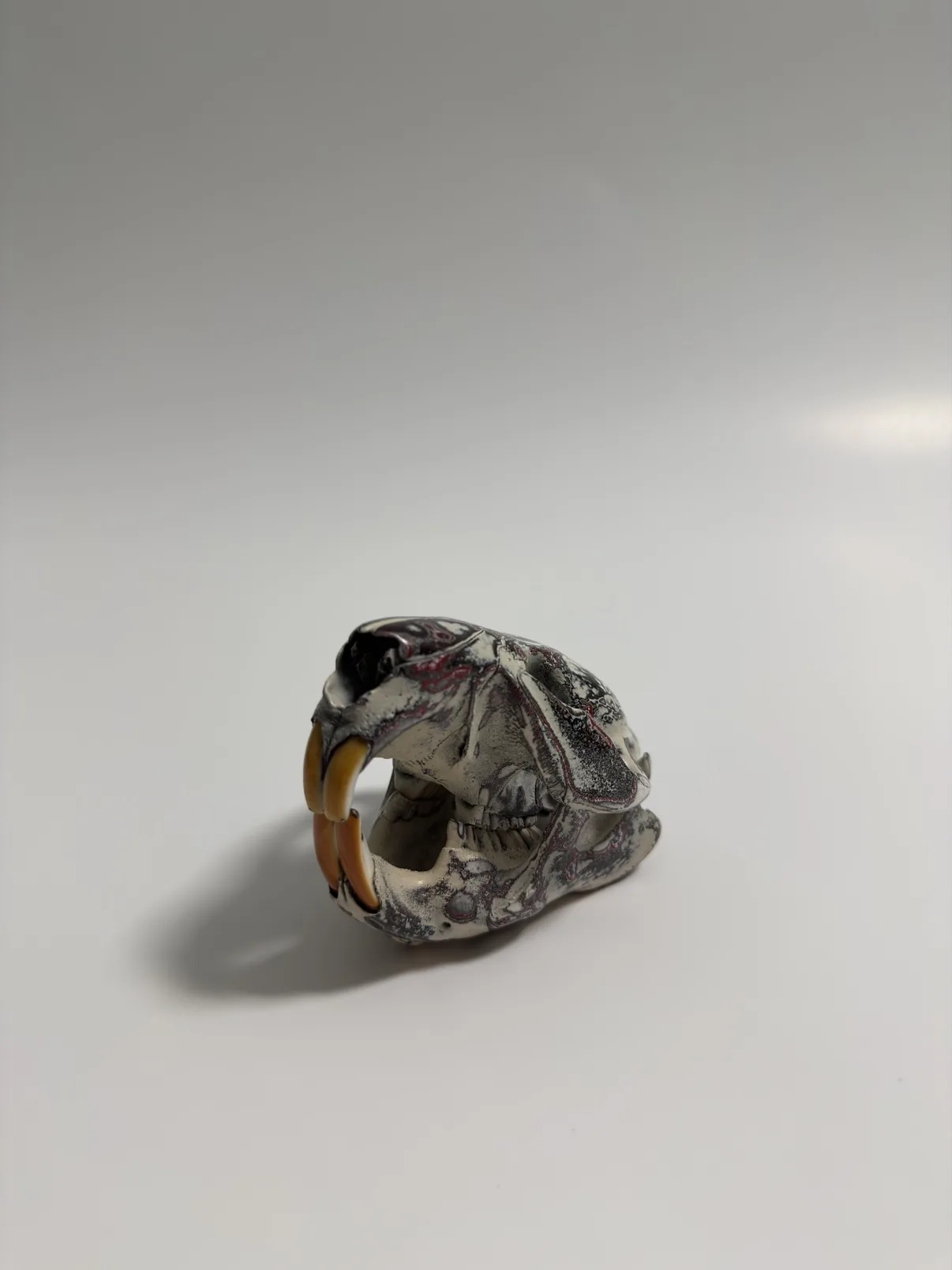 Photograph of my hand-painted beaver skull from the side, showing the profile of the cream, burgundy and black fordite skull and jaw