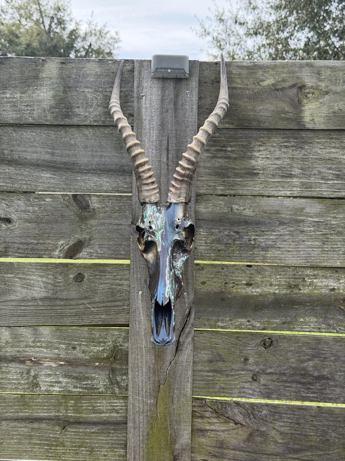 Photograph of my hand-painted blesbok skull mounted on a weathered wooden fence, dark navy and copper paint with mint-green patina swirls and gold inside the eye sockets, beneath tall ridged horns