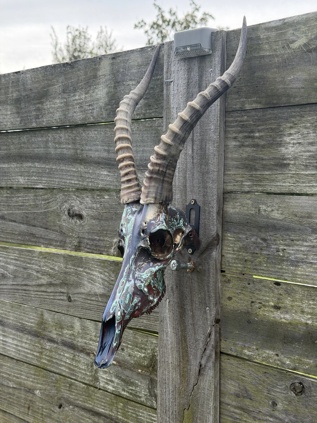 Photograph of my finished hand-painted blesbok skull from an angled view on a weathered wooden fence post, dark navy and burgundy finish with mint-green patina swirls down the long snout, tall ridged horns