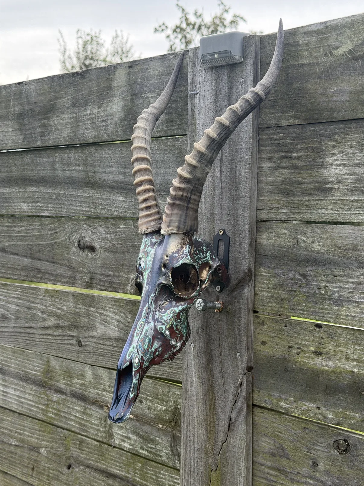 Photograph of my hand-painted blesbok skull from the side on a weathered wooden fence, showing the profile of the long dark snout and one tall ridged horn