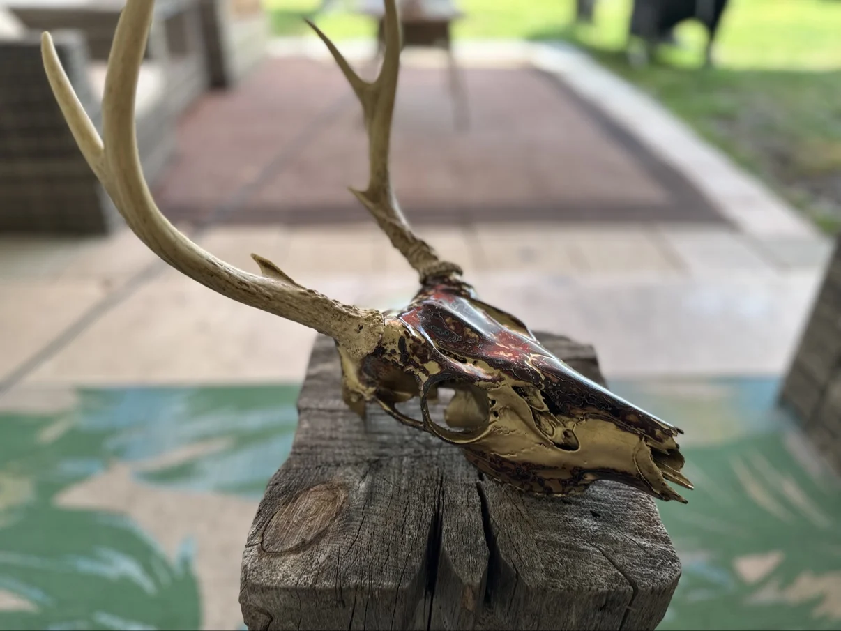 Photograph of my golden deer skull in profile on a weathered wooden post, showing the gold and deep red fordite finish and one gold toned antler