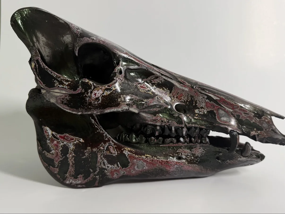Photograph of my hand-painted feral hog skull from a three-quarter angle, showing the dark metallic finish and the full jaw with teeth
