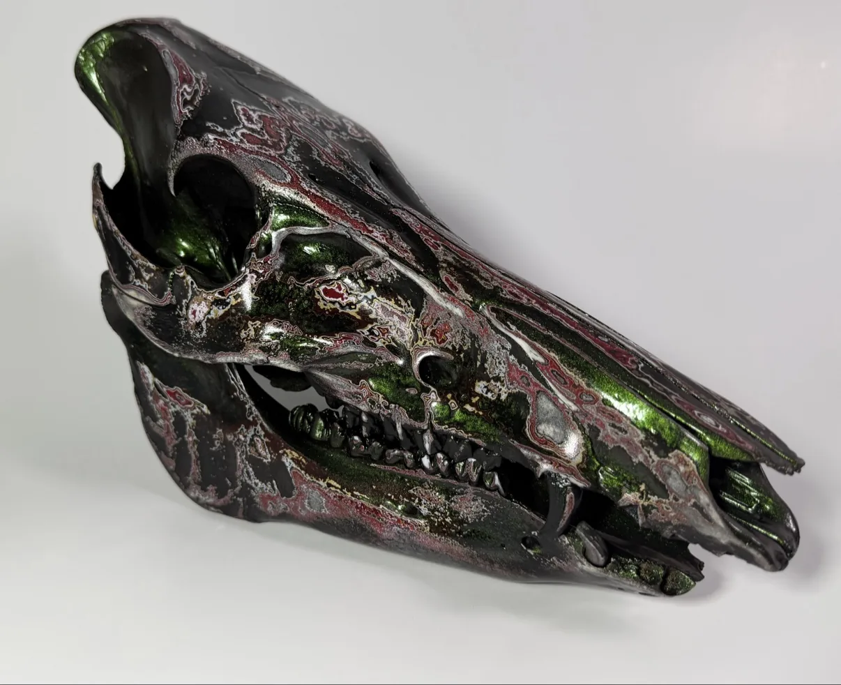 Photograph of my hand-painted feral hog skull from an angled view, metallic green and black finish with burgundy red fordite marbling, jaw attached