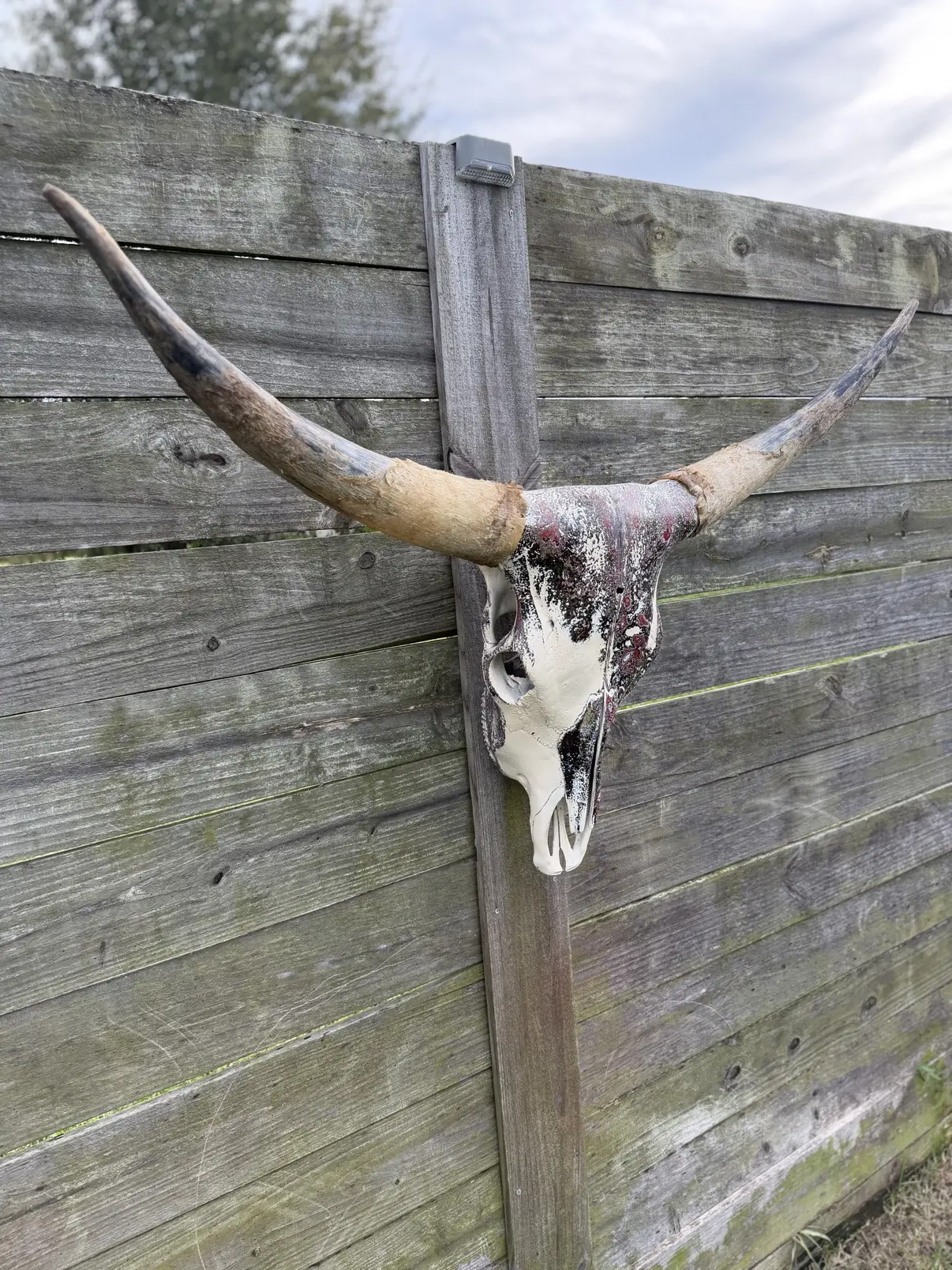 Photograph of my burgundy and black hand-painted longhorn cow skull from a three-quarter angle on a wooden fence, the cream bone and layered finish running down the face