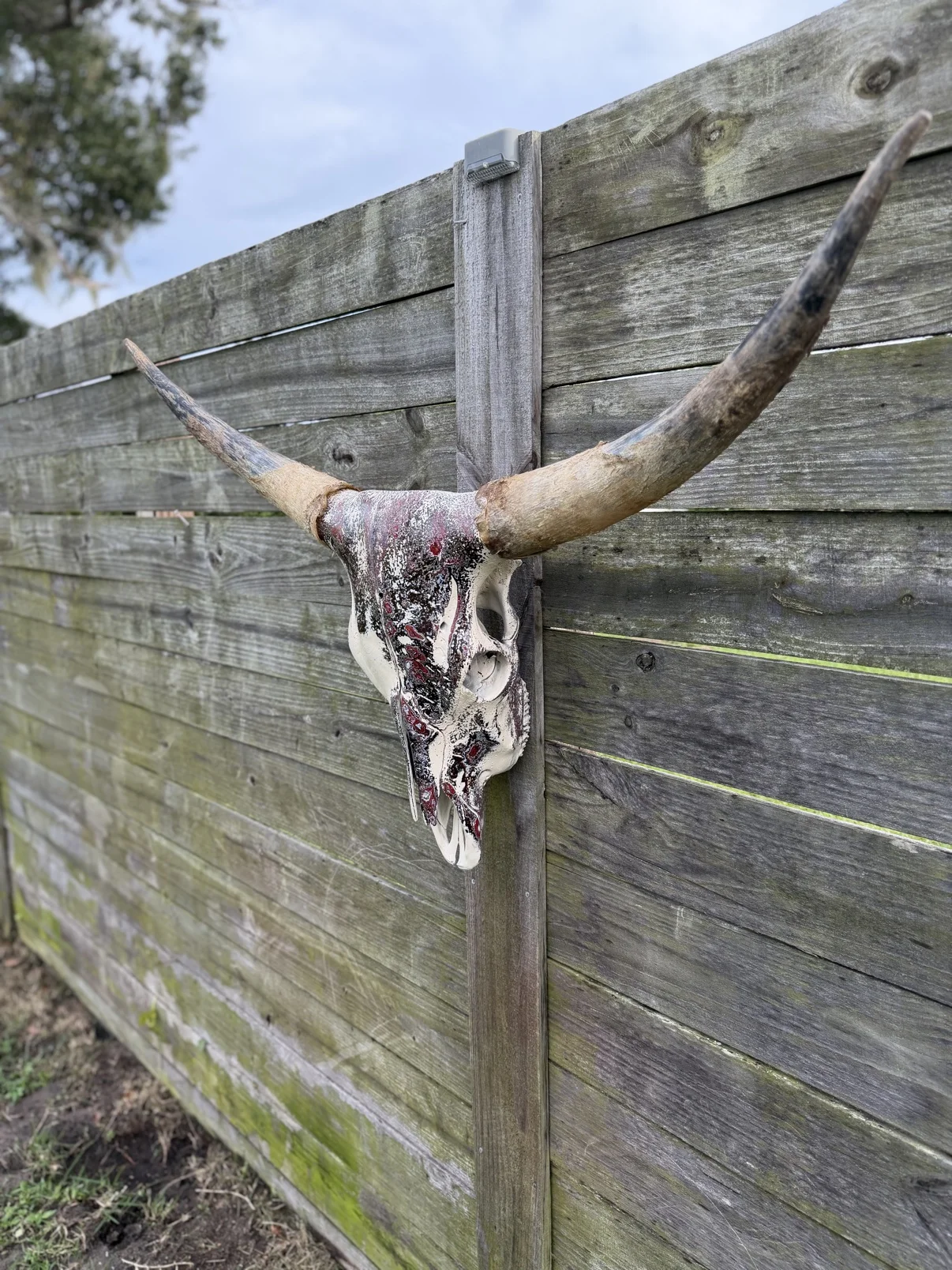 Photograph of my hand-painted longhorn cow skull from an angled view along a weathered wooden fence, cream bone with a burgundy and black layered fordite finish, wide natural horns left unpainted