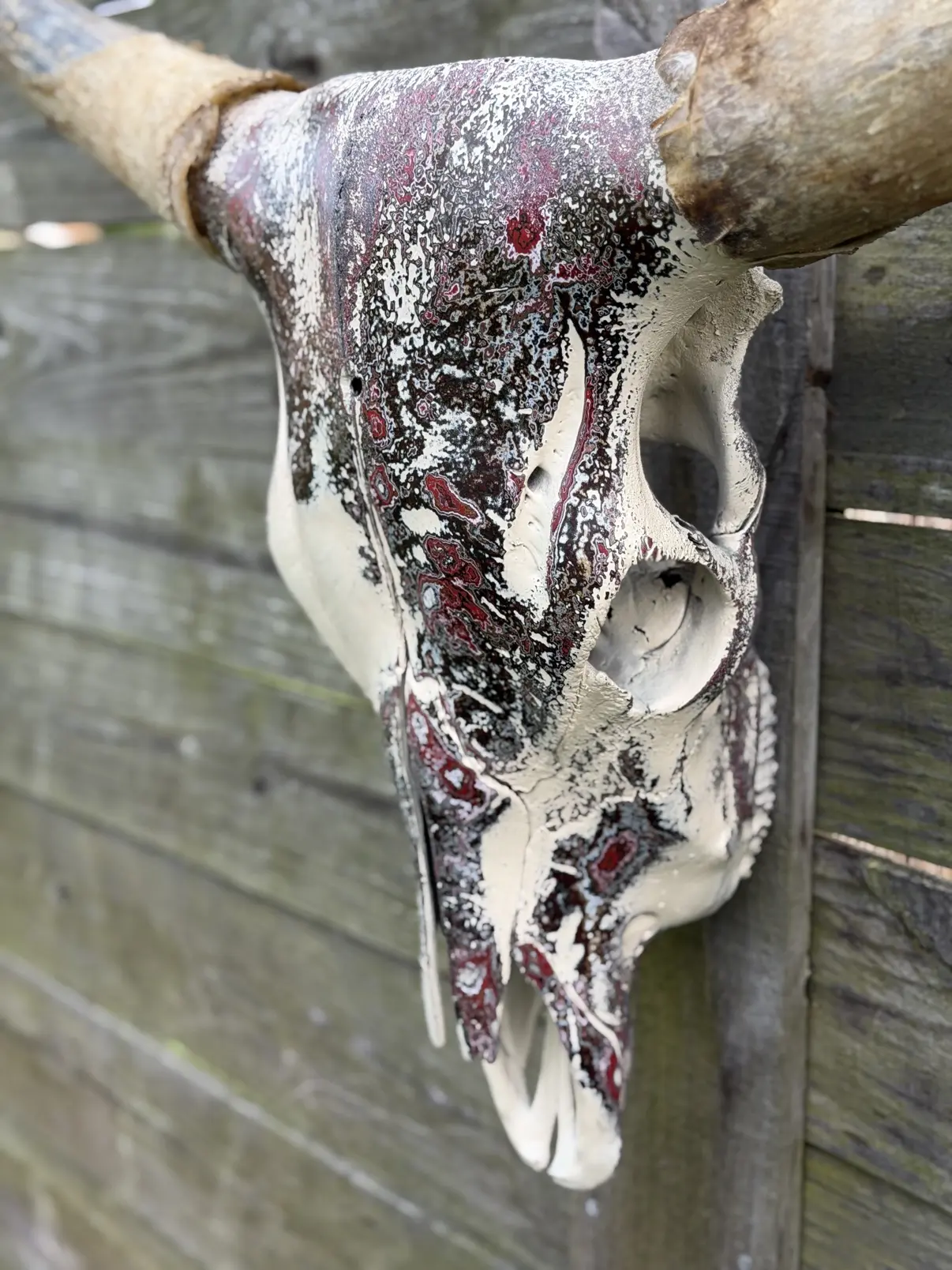 Close-up photograph of my burgundy and black hand-painted longhorn cow skull in profile against a wooden fence, showing the eye socket and the mottled layered paint