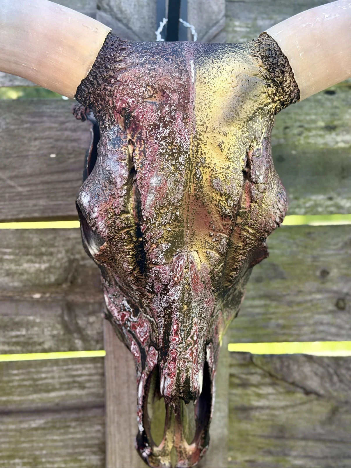 Photograph of my hand-painted cow skull from the front on a fence, showing the textured bronze, gold and red fordite finish across the forehead between the pale horns