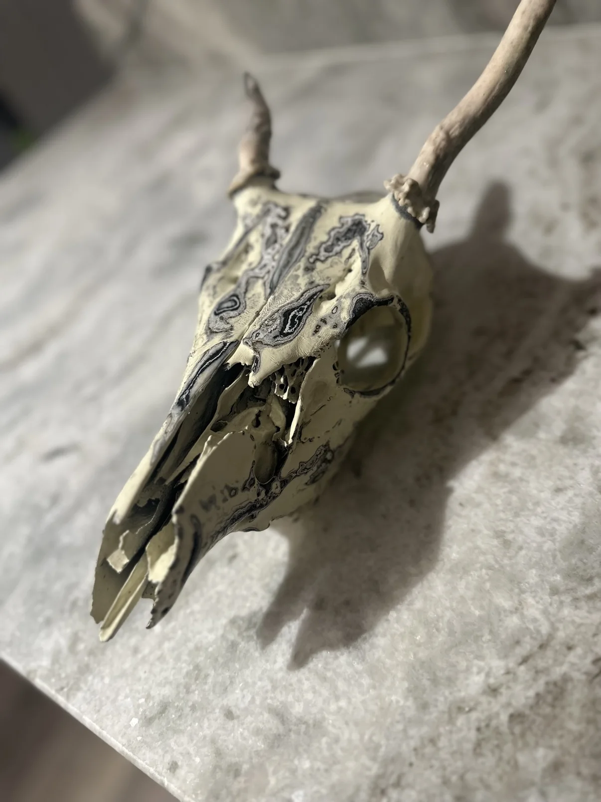 Photograph of my hand-painted deer skull from an angled view, cream bone with black and gray fordite patterning and small antlers