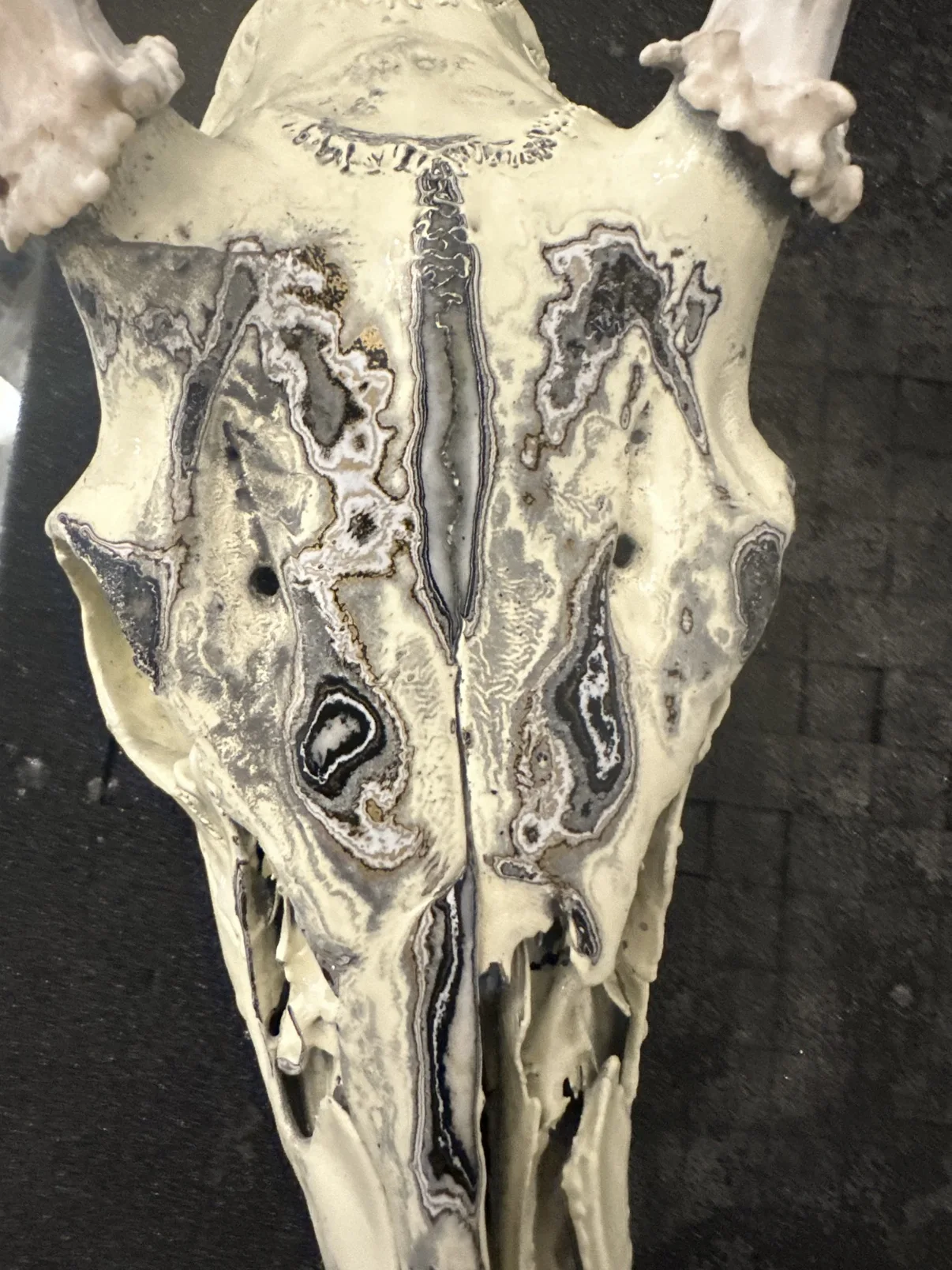 Close-up photograph of the top of my hand-painted deer skull, showing the black and gray fordite swirls in the cream finish