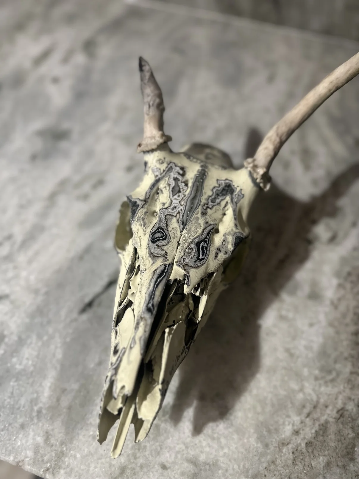 Photograph of my hand-painted deer skull from above, showing the black and gray fordite patterning across the cream forehead between the small antlers