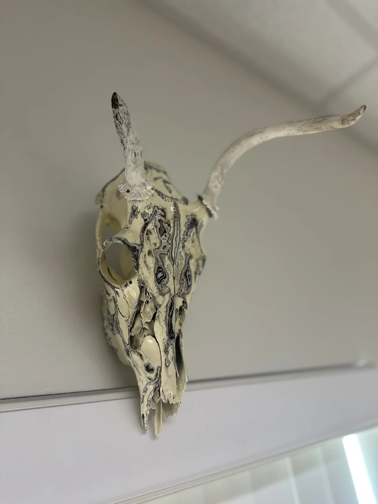 Photograph of my hand-painted deer skull mounted on a wall, cream bone with black and gray fordite patterning and small antlers