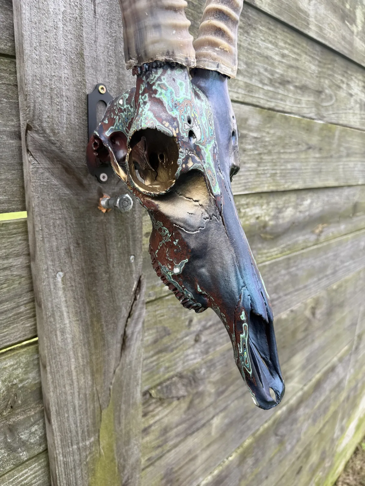 Photograph of my hand-painted springbok skull from a three-quarter angle on a wooden fence, the long dark snout fading from copper to navy