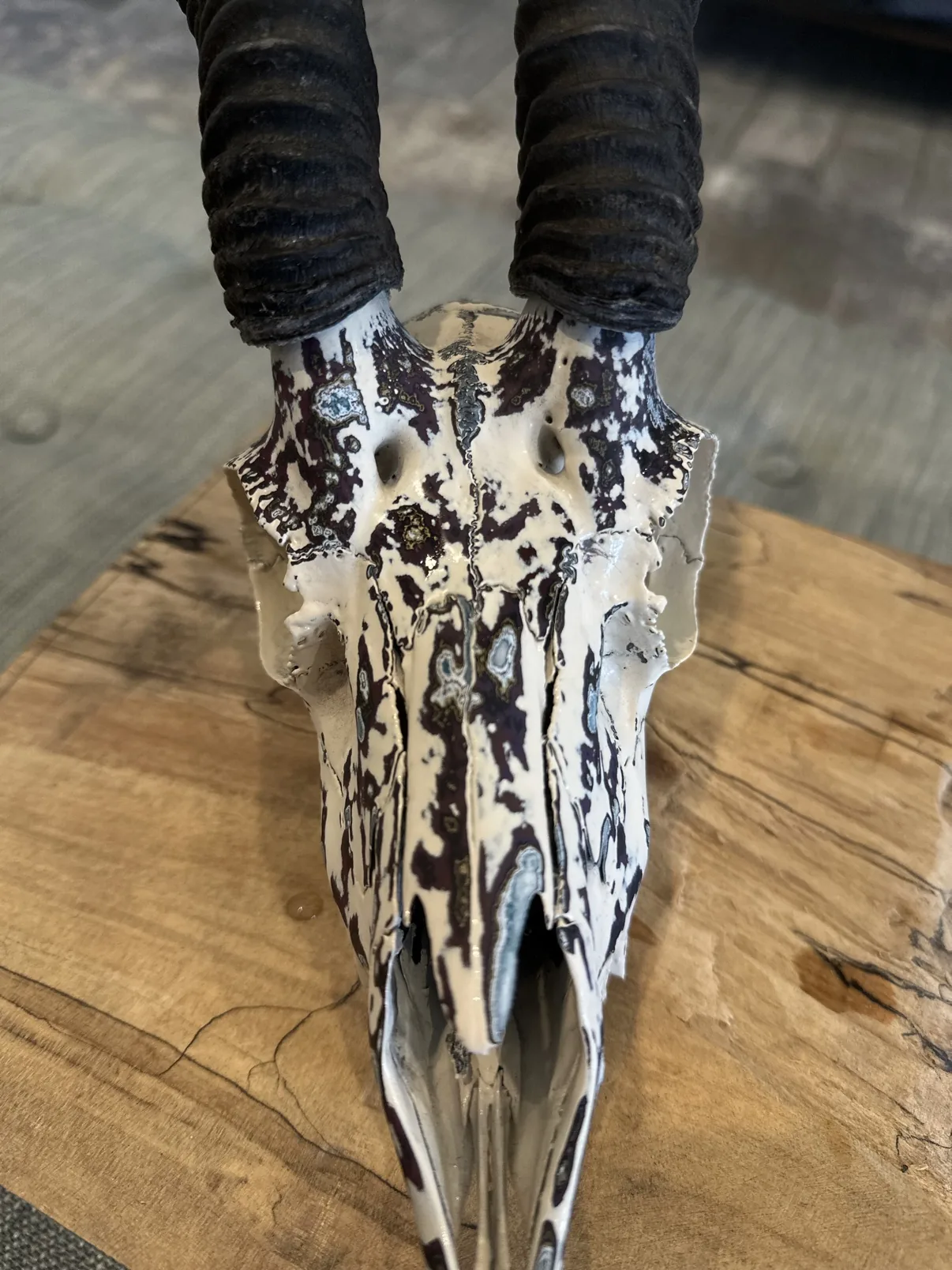 Close-up photograph of the top of my hand-painted male springbok skull, showing the burgundy, black and white fordite pattern between the horn bases