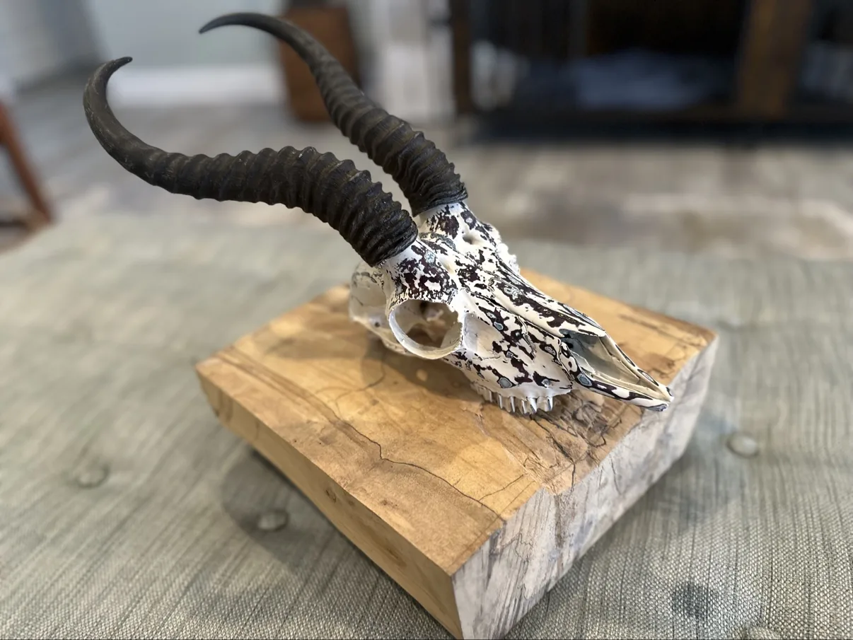 Photograph of my hand-painted male springbok skull from an angled view on a wooden block, white base with black and burgundy fordite speckling, long ridged black horns