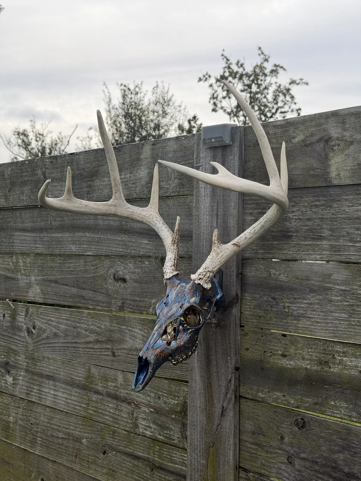 Photograph of the blue fordite whitetail deer skull from a three-quarter angle on a wooden fence, the blue layered finish running down the long snout