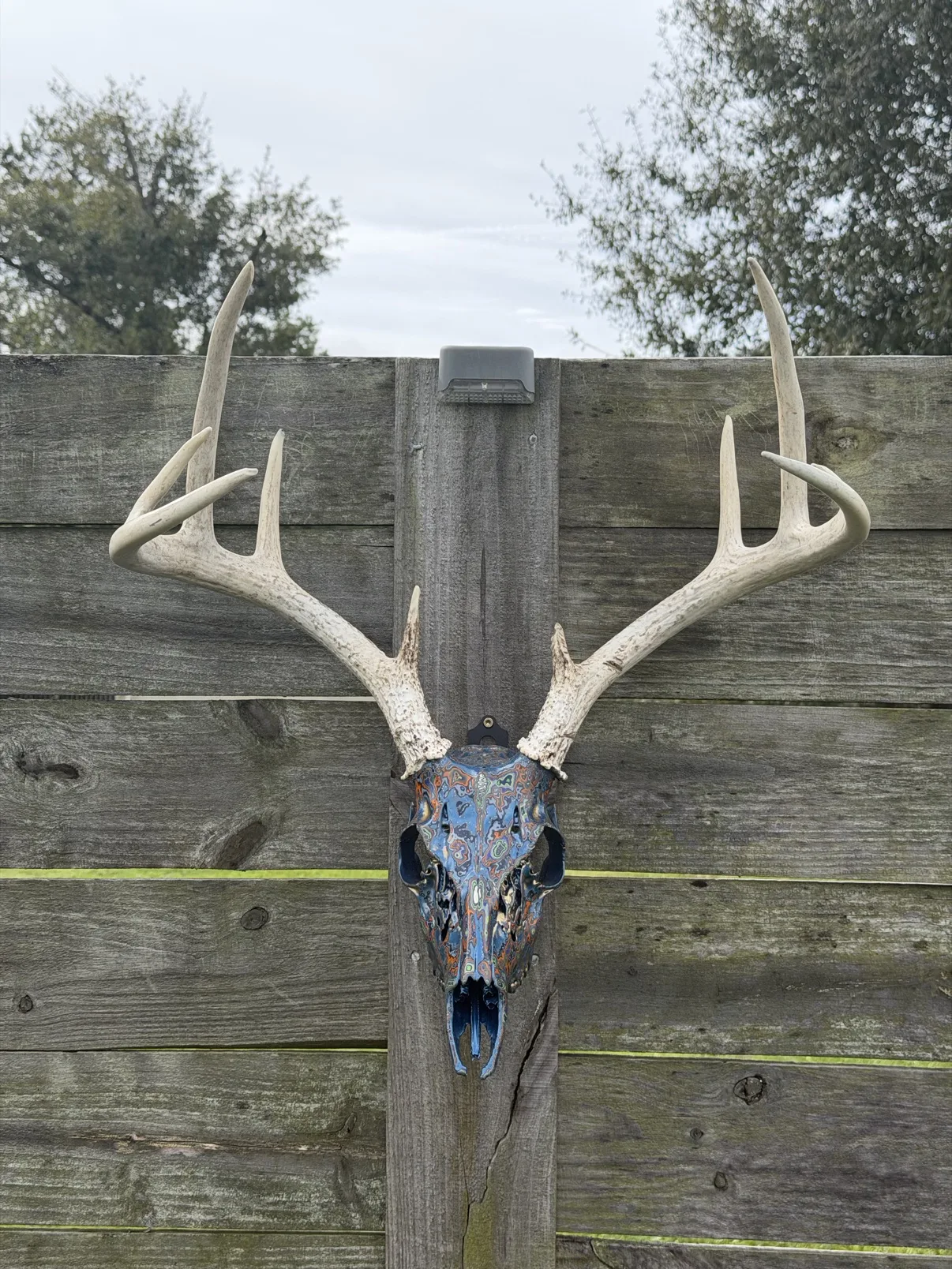 Photograph of the blue fordite whitetail deer skull from the front on a weathered wooden fence, blue layered fordite finish with orange, copper and green swirls, large natural antlers