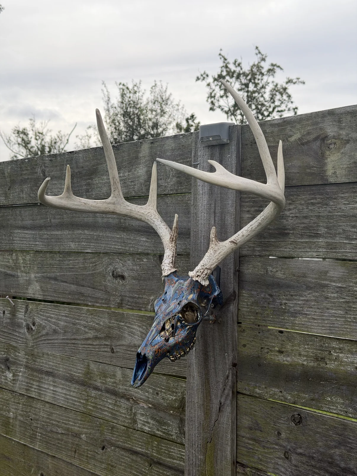 Photograph of the whitetail deer skull from an angled view on a weathered wooden fence: blue layered fordite finish with orange, copper and green swirls, large natural antlers