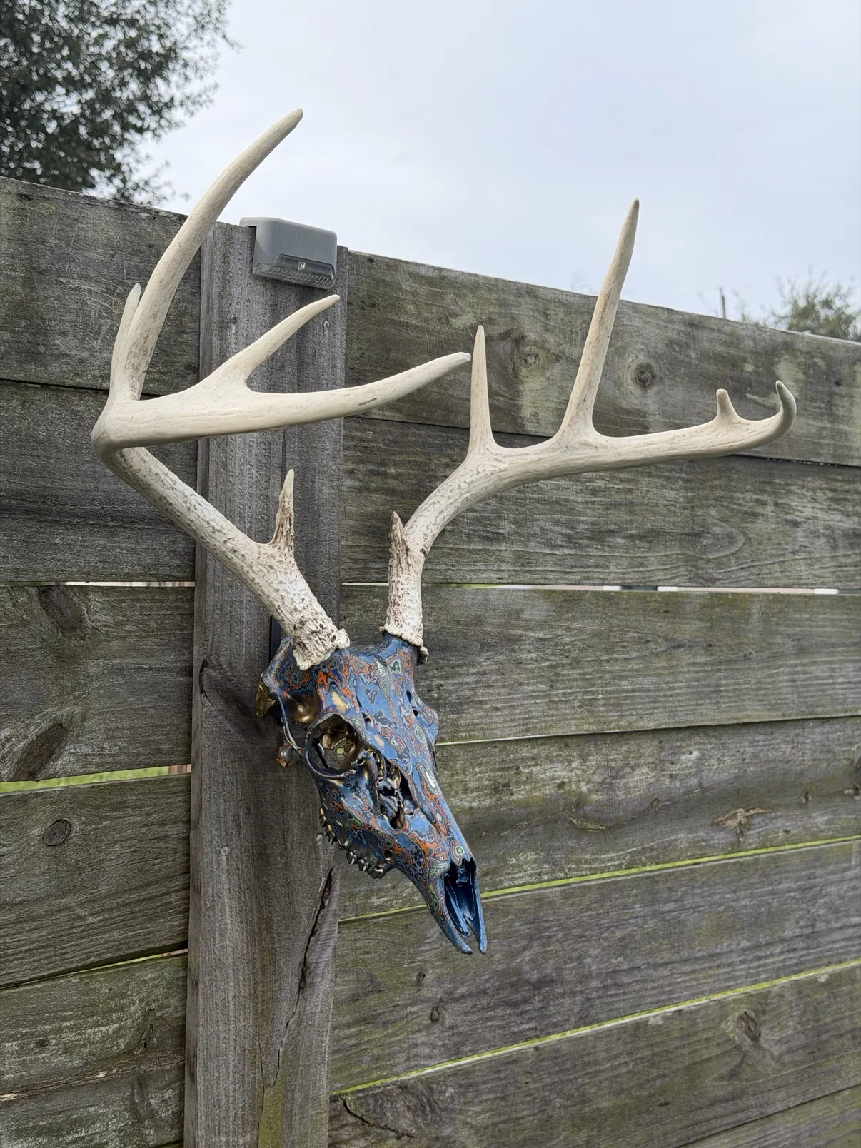 Photograph of the blue fordite whitetail deer skull from the side on a wooden fence, showing the profile of the blue fordite skull and the tall natural antlers