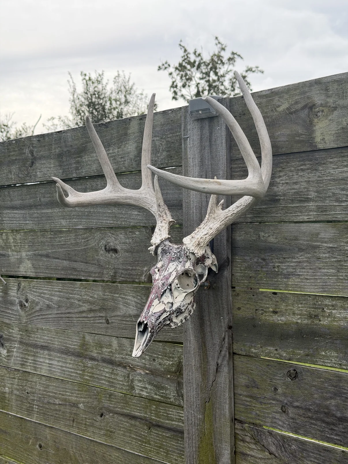 Photograph of my burgundy and black hand-painted whitetail deer skull from a three-quarter angle on a wooden fence, the layered finish running down the long snout