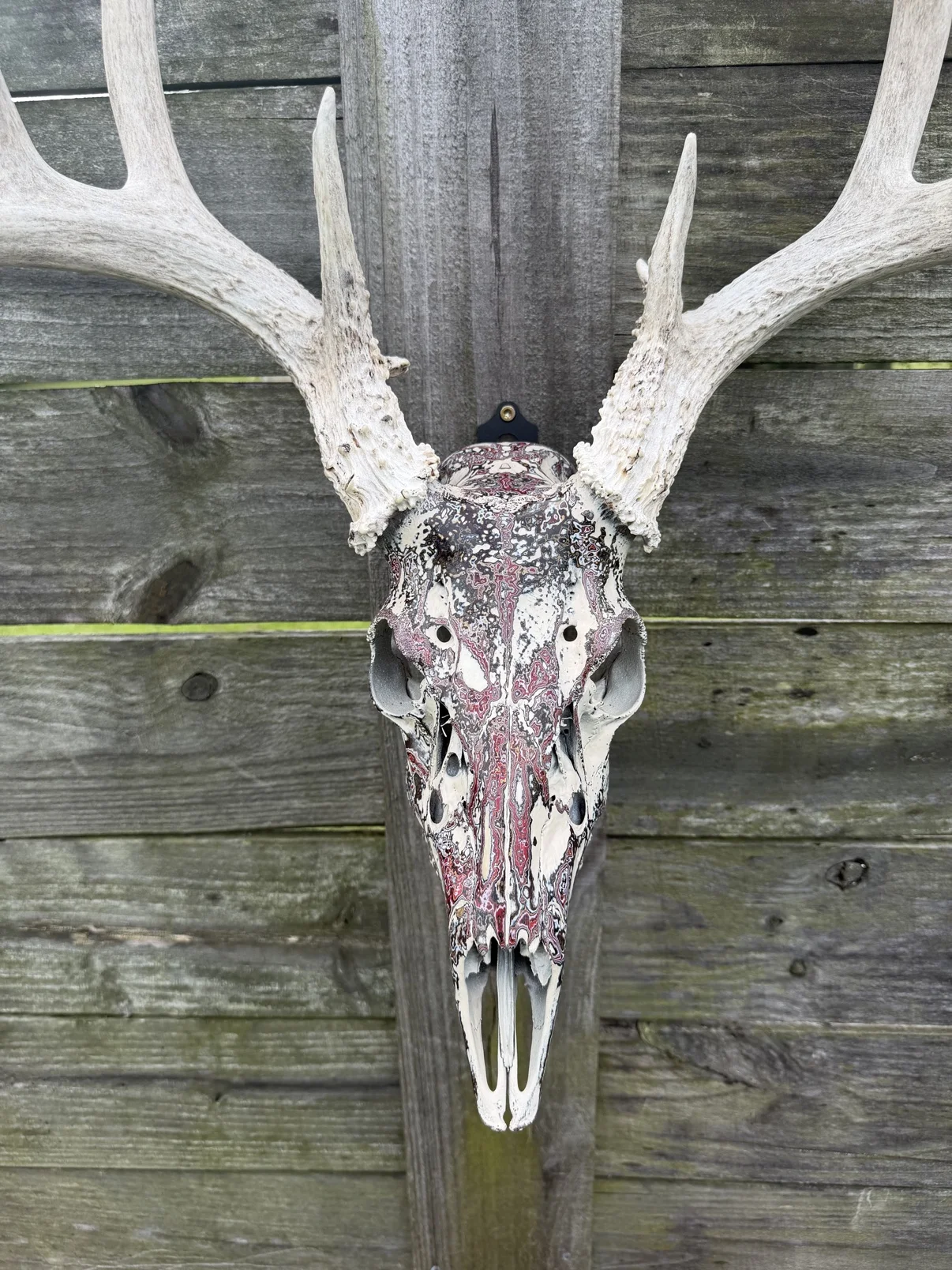 Close-up photograph of the front of my hand-painted whitetail deer skull with large antlers, showing the burgundy, black and cream swirls of the layered fordite finish
