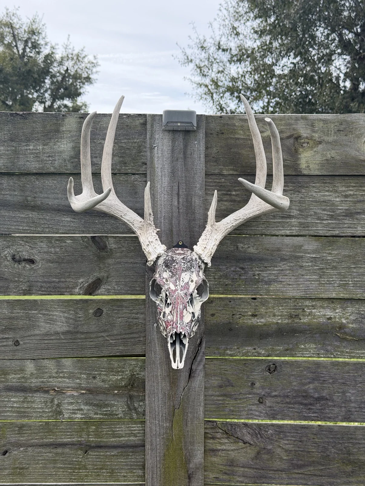 Photograph of my hand-painted whitetail deer skull from the front on a weathered wooden fence, white and cream bone with a burgundy and black layered fordite finish, large bleached antlers
