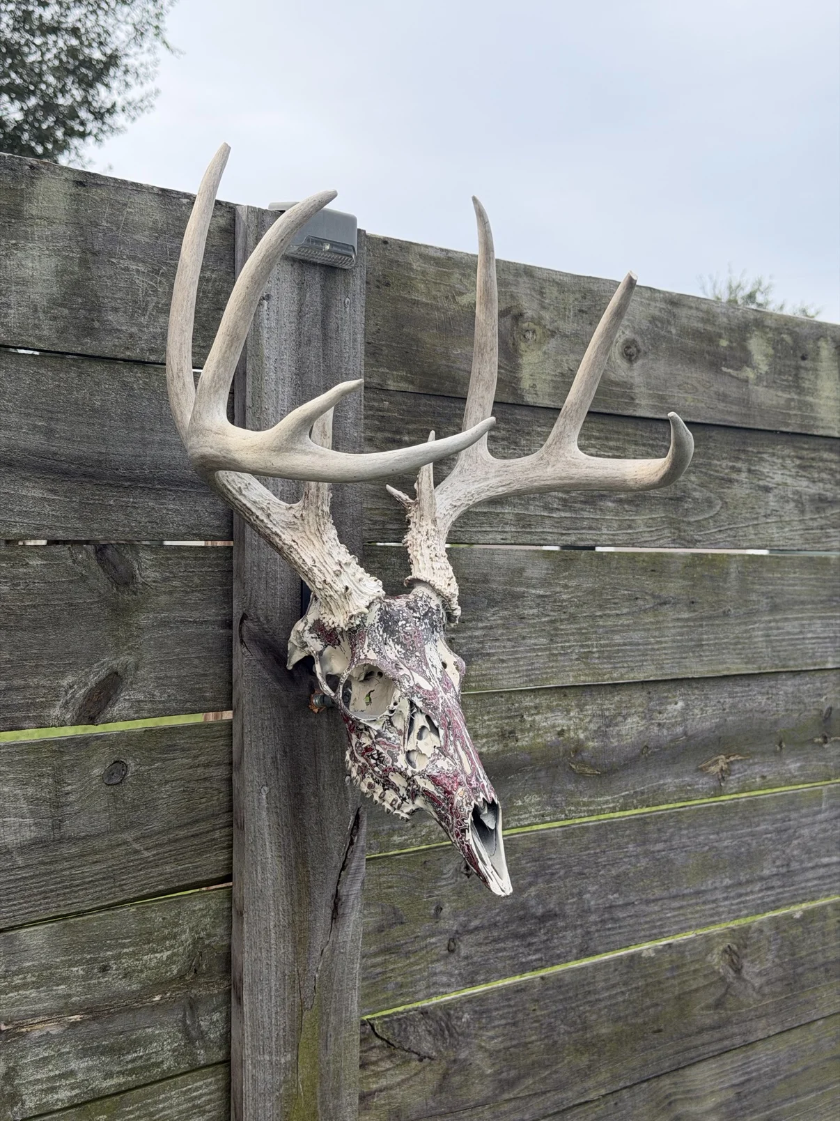 Photograph of my burgundy and black hand-painted whitetail deer skull from the side on a wooden fence, showing the profile of the skull and the tall natural antlers