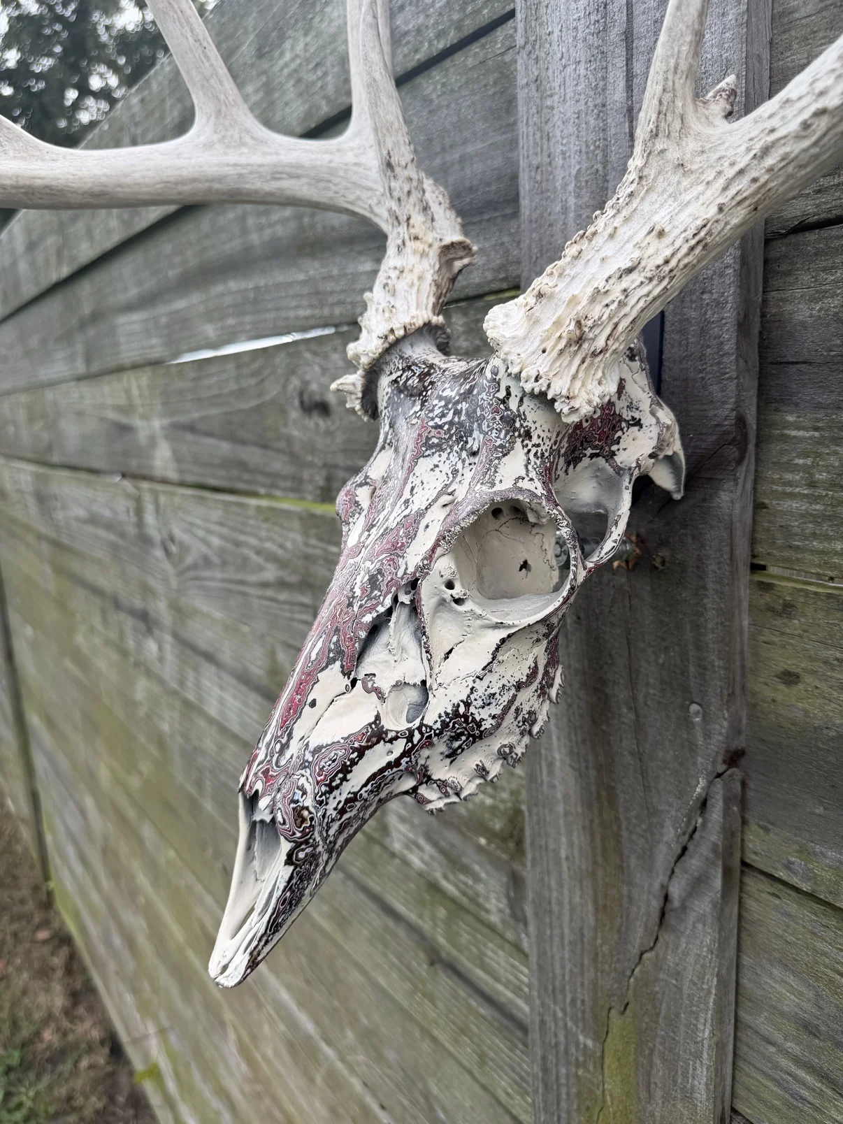Photograph of my burgundy and black hand-painted whitetail deer skull from above on a wooden fence, showing the top of the skull between the antler bases and the marbled finish