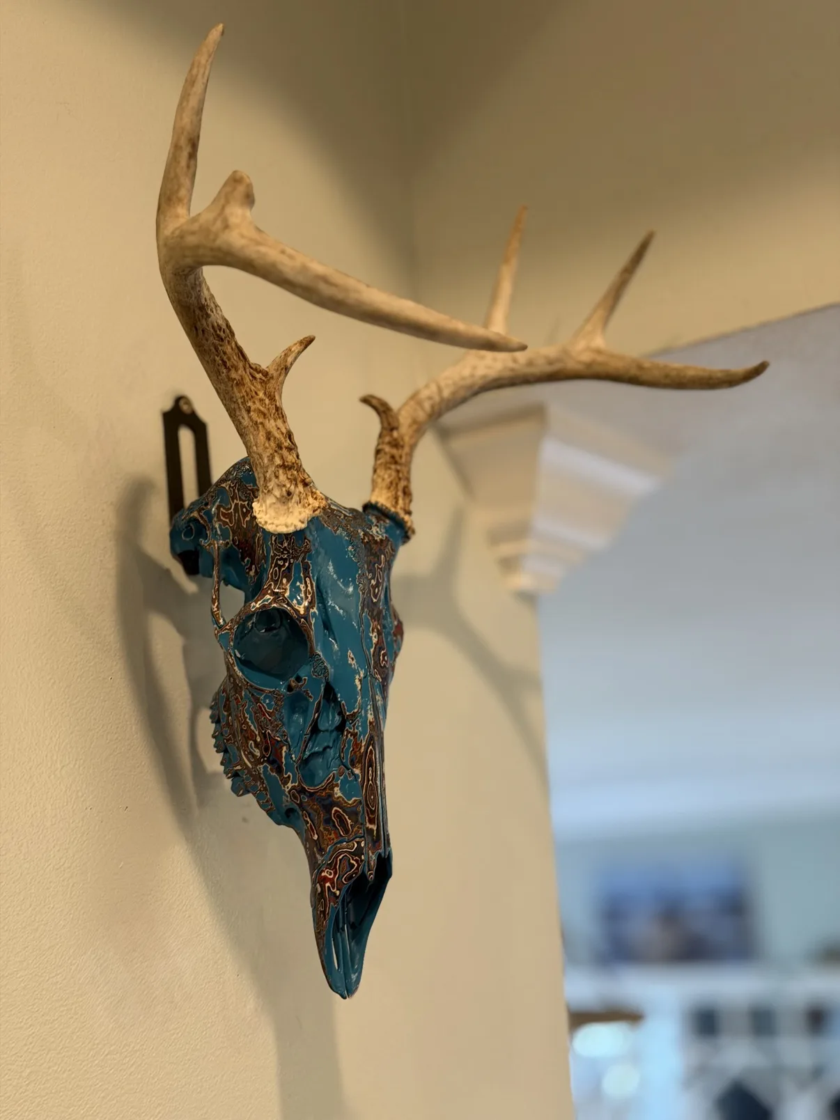 Photograph of my blue hand-painted whitetail deer skull from the side, showing the profile of the skull and the natural antlers