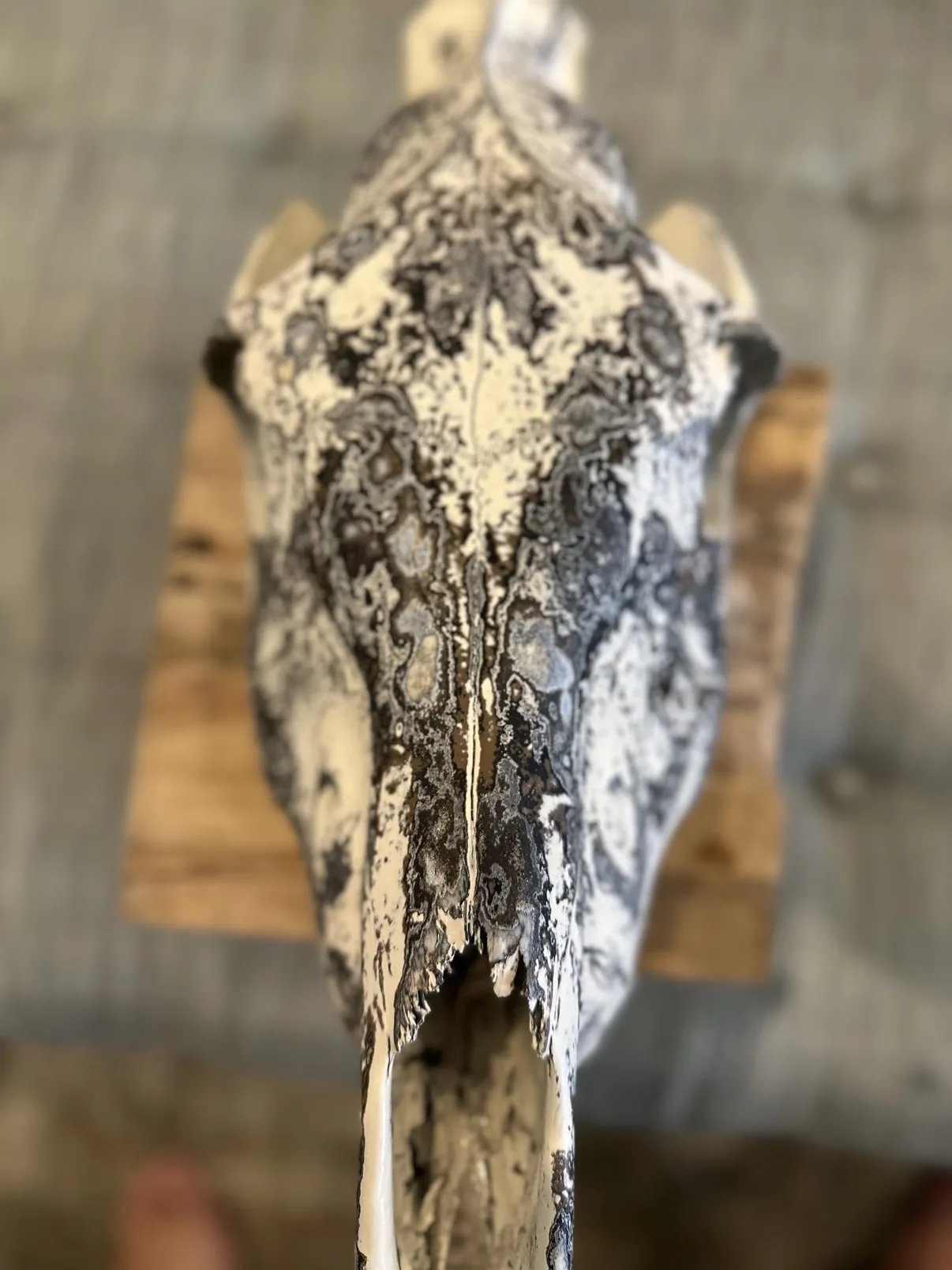 Close-up photograph of the top of my hand-painted Burchell's zebra skull, showing the layered black, gray and cream fordite finish