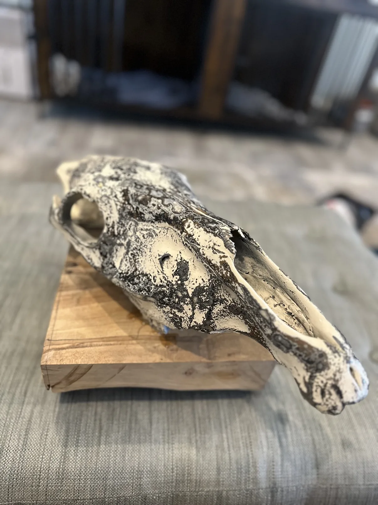 Photograph of my hand-painted Burchell's zebra skull from an angled view on a wooden block, cream base with black and gray fordite marbling